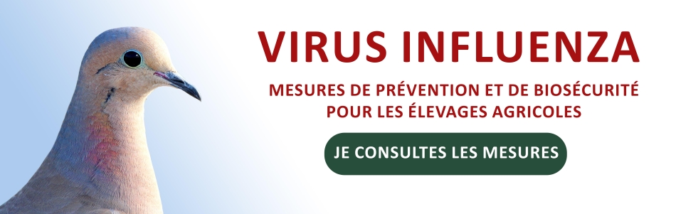 Virus Influenza : mesures de prévention et de biosécurité pour les élevages agricoles